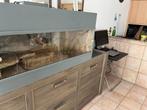 Jonge lieve baardagaam, Dieren en Toebehoren, Reptielen en Amfibieën, Met terrarium