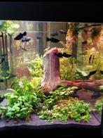 Aquarium met Molly's en Pleco's + Filter, Gebruikt, Ophalen, Gevuld zoetwateraquarium