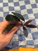 Bucephalandra 'Explender', Ophalen of Verzenden, Nieuw, Plant(en), Steen of Hout