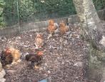 Cochin kippen, Dieren en Toebehoren, Pluimvee | Toebehoren, Ophalen, Overige typen