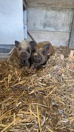 Grottinger mannetje te ruil voor een vrouwtje, Dieren en Toebehoren, Maart, Mannelijk