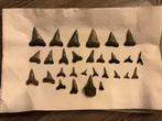 Lot fossiele haaientanden uit Antwerpen (België) - 2, Ophalen of Verzenden