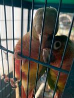 koppel  pyrhuras met volierekooi, Dieren en Toebehoren