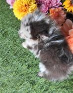 Dwergkees / kleinkees pomeriaan pup, Dieren en Toebehoren, België, Keeshond, Reu, CDV (hondenziekte)