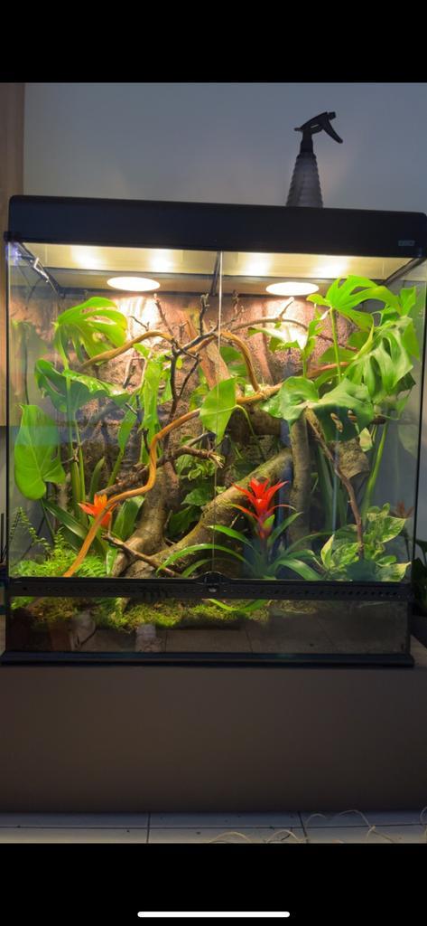 Exo terra 90x45x90 + daggekko te koop, Dieren en Toebehoren, Reptielen en Amfibieën | Toebehoren, Zo goed als nieuw, Ophalen