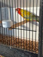 Rosella parkiet, Dieren en Toebehoren, Vogels | Parkieten en Papegaaien, Mannelijk, Parkiet, Geringd