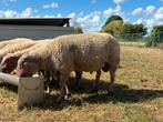 Rouge de l’ouest dekrammen, Dieren en Toebehoren, Schapen, Geiten en Varkens, Mannelijk, Schaap