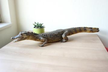 Taxidermie opgezette krokodil