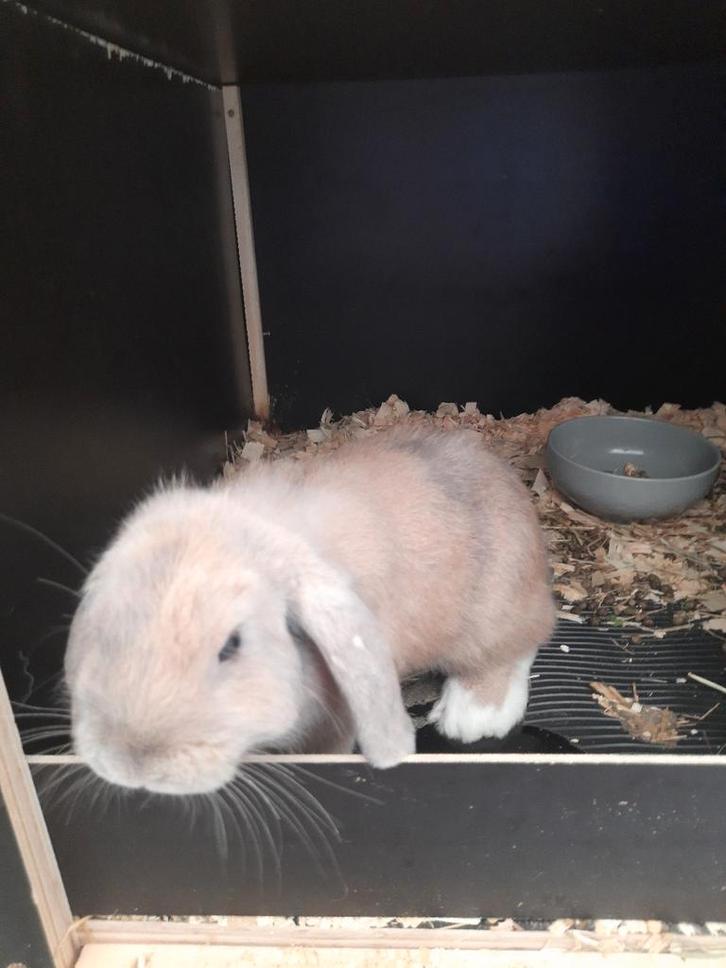 Jong vrouwelijk hangoor konijntje, Dieren en Toebehoren, Konijnen, Vrouwelijk, Hangoor