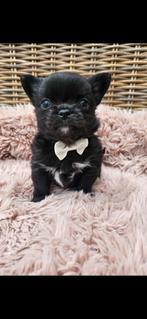 Chihuahua reutje, Dieren en Toebehoren, Honden | Chihuahua's en Gezelschapshonden, België, Particulier, Reu, 8 tot 15 weken