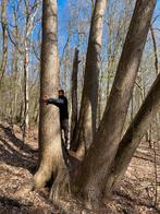 Gratis vellen van bomen in de regio Roeselare, Tuin en Terras, Ophalen of Verzenden