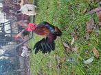 3 coqs Serama à la recherche d'un foyer, Animaux & Accessoires, Volatiles