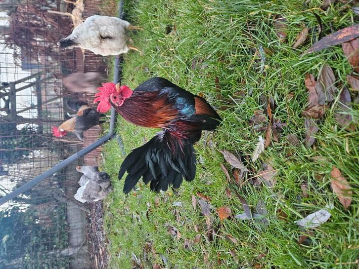 3 coqs Serama à la recherche d'un foyer, Animaux & Accessoires, Volatiles