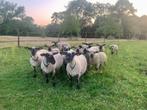Agneau Hampshire Reproducteur, Animaux & Accessoires, Moutons, Chèvres & Cochons, Mouton, Mâle, 0 à 2 ans