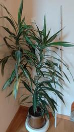 Plante d'intérieur, Ophalen