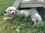 Prachtige golden retriever pups met stamboom, Dieren en Toebehoren, Golden retriever, België, 8 tot 15 weken, CDV (hondenziekte)