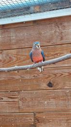 bourkes wildkleur man, Dieren en Toebehoren, Vogels | Parkieten en Papegaaien