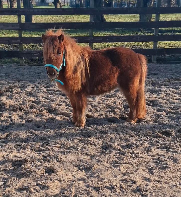 **super leuke en lieve 2 jarige shetlander merrie**, Dieren en Toebehoren, Pony's