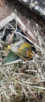 Personatas, Dieren en Toebehoren