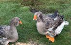 Toulouse dewlap ganzen, Meerdere dieren, Gans of Zwaan