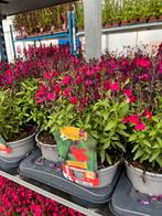 Salvia microphylla ‘Burgundy’ P17, Tuin en Terras, Ophalen, Zomer, Vaste plant, Volle zon