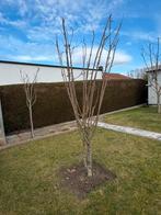 Appel boom, Tuin en Terras, Ophalen