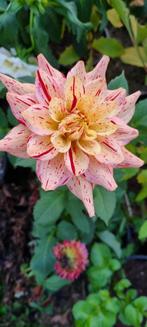 dahlia knollen, Tuin en Terras, Bloembollen en Zaden, Verzenden, Voorjaar, Halfschaduw, Knol