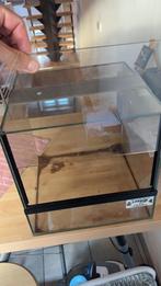 Terrarium 30/30/30, Enlèvement, Utilisé, Terrarium ou Paludarium