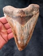 Megalodon tand BIG 15 CM !!!!, Ophalen of Verzenden