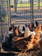 Bruine legkippen, Dieren en Toebehoren, Pluimvee
