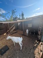 Twee sanen geiten en een toggenburger bokje, Dieren en Toebehoren, Schapen, Geiten en Varkens, Meerdere dieren, Geit, 0 tot 2 jaar