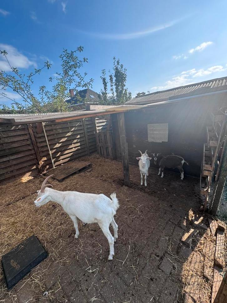 Twee sanen geiten en een toggenburger bokje, Dieren en Toebehoren, Schapen, Geiten en Varkens, Geit, Meerdere dieren, 0 tot 2 jaar