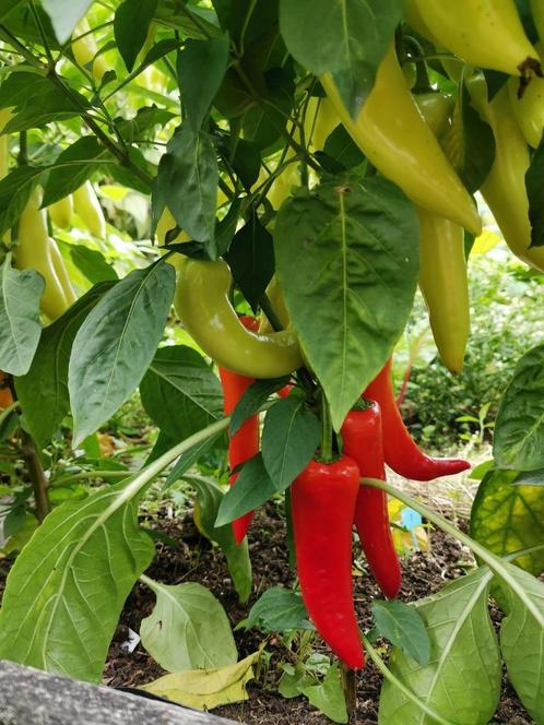 Sweet Banana paprika - 5 zaden, Tuin en Terras, Bloembollen en Zaden, Zaad, Voorjaar, Volle zon, Verzenden