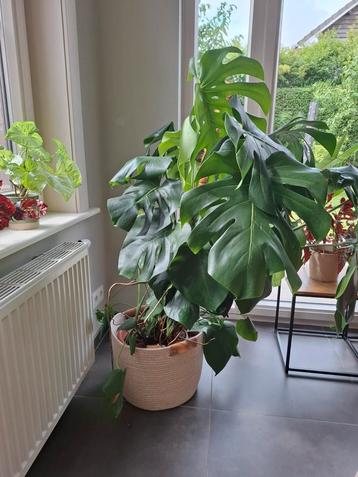 Monstera beschikbaar voor biedingen
