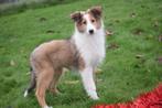 Schotse collie puber pups, België, 15 weken tot 1 jaar, Collie, Parvo