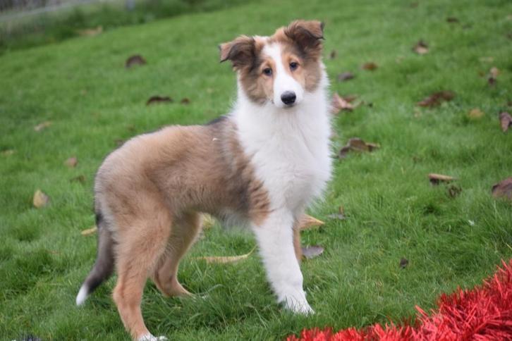 Chiots colley écossais, Animaux & Accessoires, Chiens | Bergers & Bouviers, Plusieurs animaux, Colley, Éleveur | Professionnel