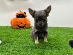 Chihuahua pups, België, 8 tot 15 weken, CDV (hondenziekte), Meerdere