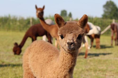 Alpaca, Dieren en Toebehoren, Overige Dieren, Meerdere dieren