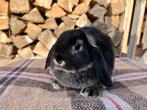 Nhd rammelaar, Animaux & Accessoires, Lapins, Mâle, Nain, Oreilles tombantes, 0 à 2 ans