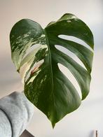 Monstera variegata stek 1, Ophalen