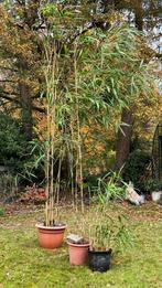 Bamboe, Tuin en Terras, Planten | Tuinplanten, Vaste plant, Bloeit niet, Halfschaduw, Ophalen