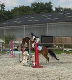 Allround sport B-pony (1m26 - 2014), Dieren en Toebehoren, Paarden, Merrie, B