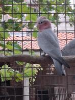 Rose kaketoe split lutino, Dieren en Toebehoren, Geringd