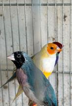 Gouldamandine blauwe pop 45 euro, Dieren en Toebehoren, Vogels | Overige Vogels