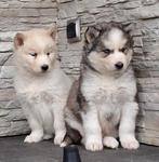 Siberische Husky pups te koop, Dieren en Toebehoren, 15 weken tot 1 jaar, Buitenland, CDV (hondenziekte), Poolhond