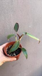 Philodendron erubescens, Huis en Inrichting, Kamerplanten, Ophalen