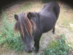 Shetlander pony, Dieren en Toebehoren, Merrie, Gechipt