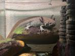 Acelotl, Dieren en Toebehoren, Reptielen en Amfibieën, Amfibie, Tam, 0 tot 2 jaar