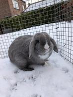 Hangoor meisje, Dieren en Toebehoren, Vrouwelijk, Klein, Hangoor, 0 tot 2 jaar