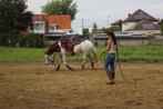 VS-HorseTraining : zadelmak maken en andere trainingen, Dressage